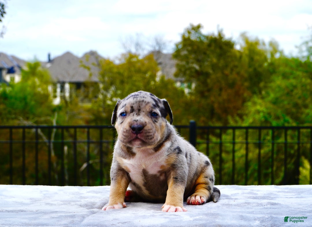 American Bully dogs for sale: American Bully XL Black Tri Female - Ad 7