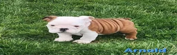 English Bulldog dogs for sale: AKC Arnold  - Ad 6