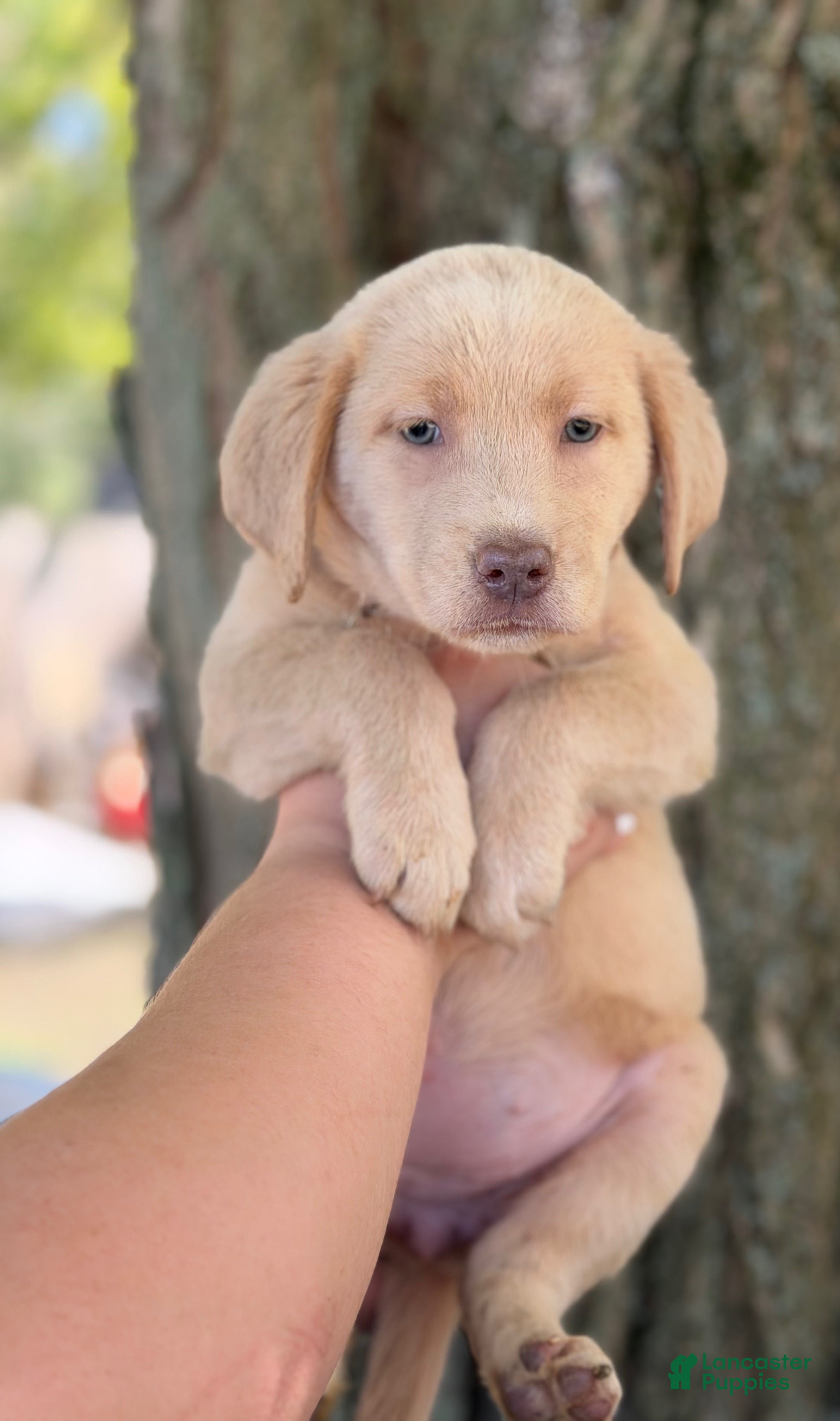 Labrador Retriever dogs for sale: Labrador Retriever 1 - Ad 2
