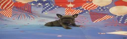 French Bulldog dogs for sale: AKC Laken - Ad 4