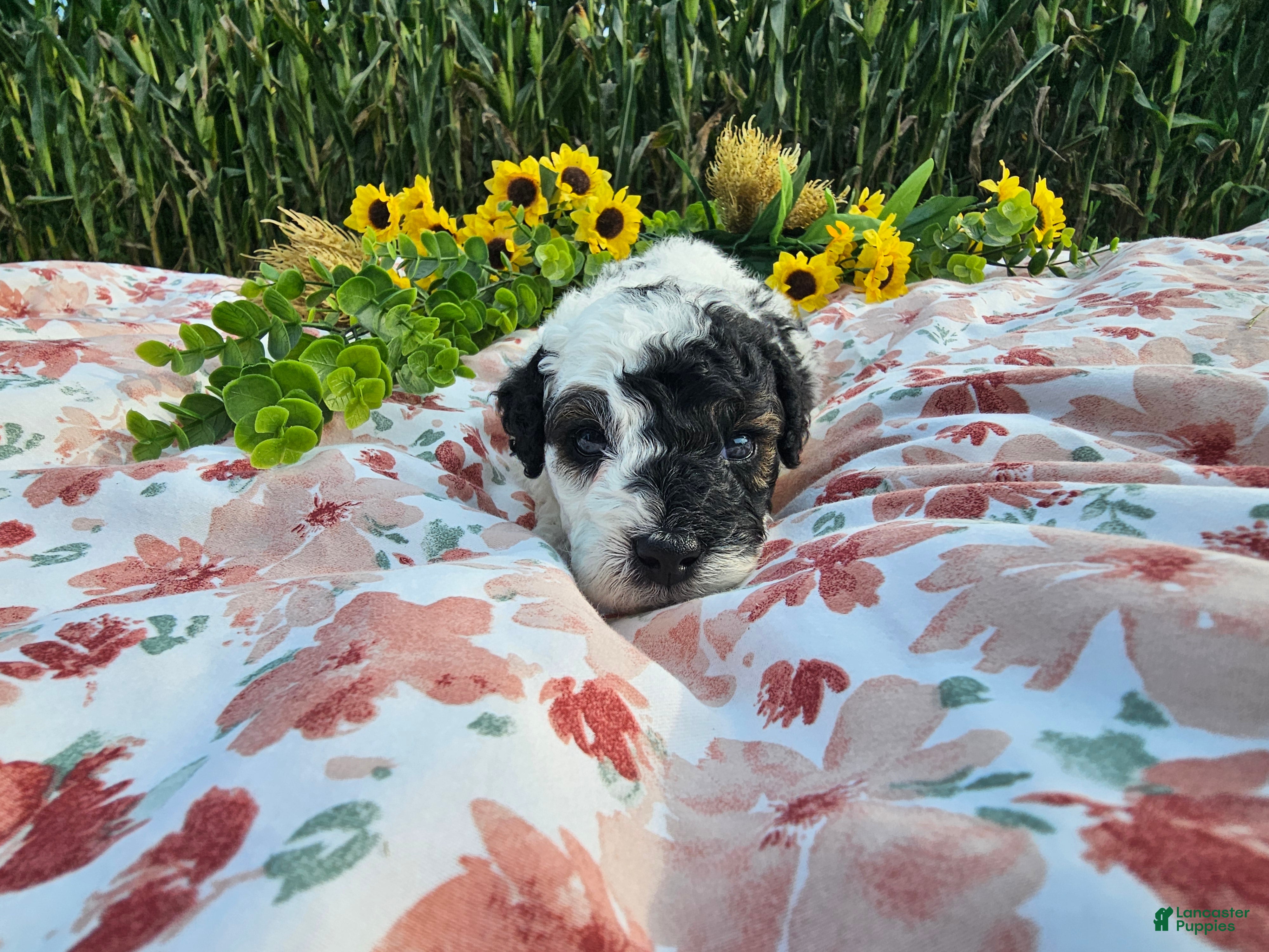 Mini Goldendoodle dogs Basil - Ad 2