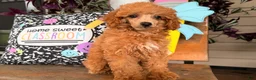Toy Poodle dogs for sale: Mika - Ad 7
