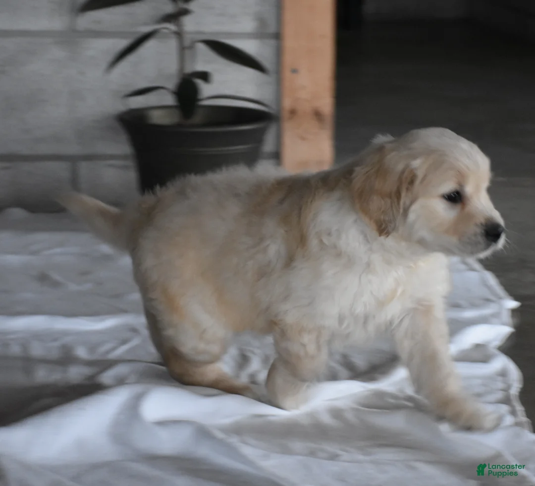 Golden Retriever dogs for sale: Harley  Genetic/OFA - Ad 12