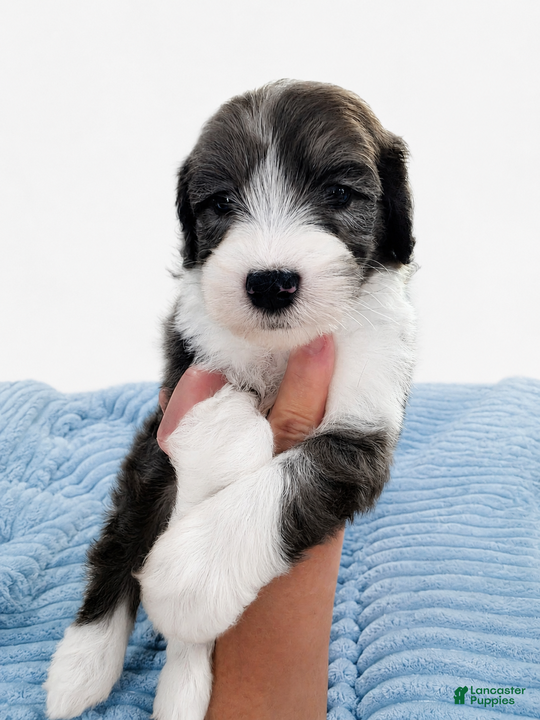 Sheepadoodle dogs Sheepadoodle 10 - Ad 2