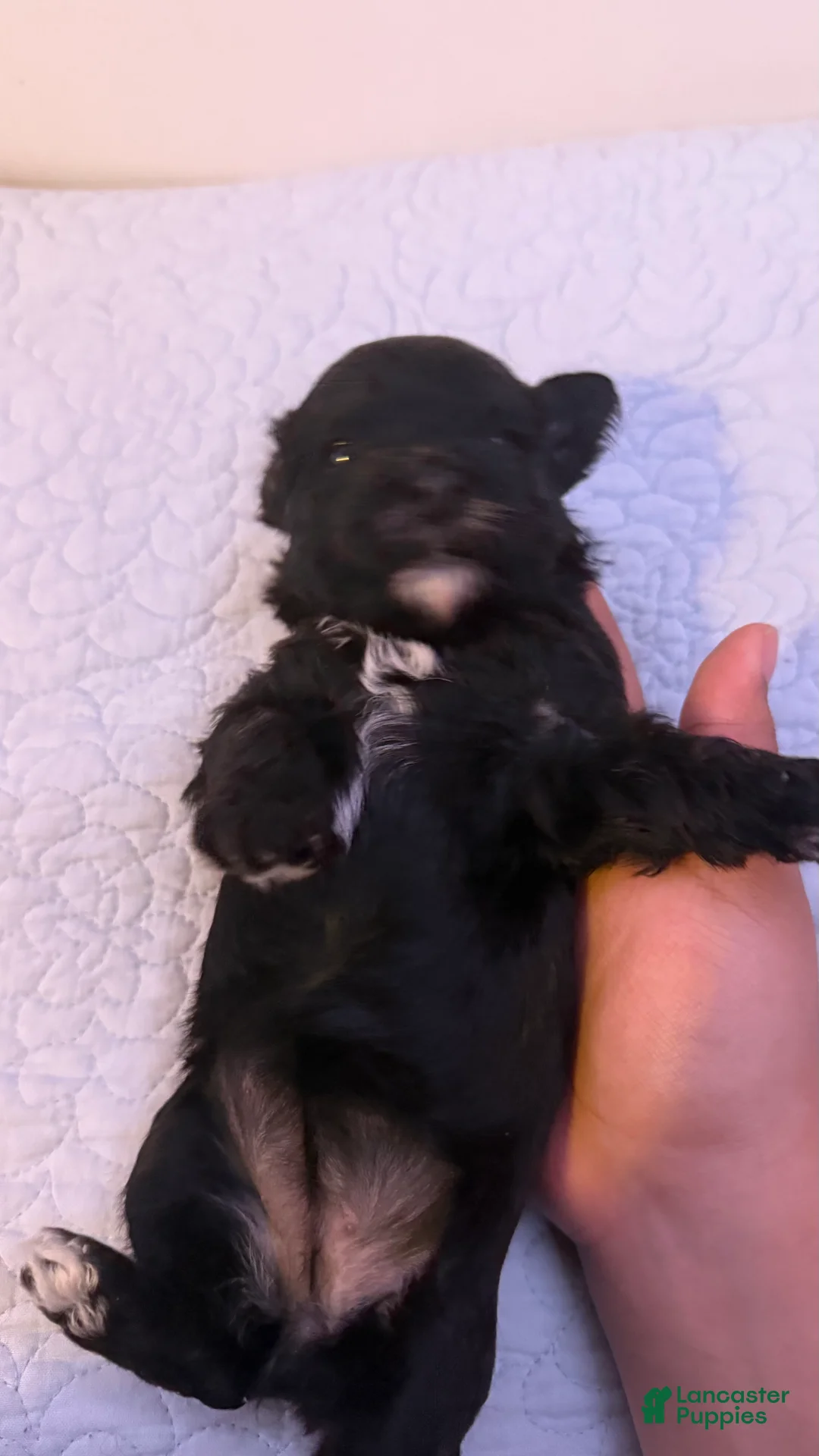 Mini Bernedoodle dogs for sale: Mini Poodle Puppy 5 - Ad 2
