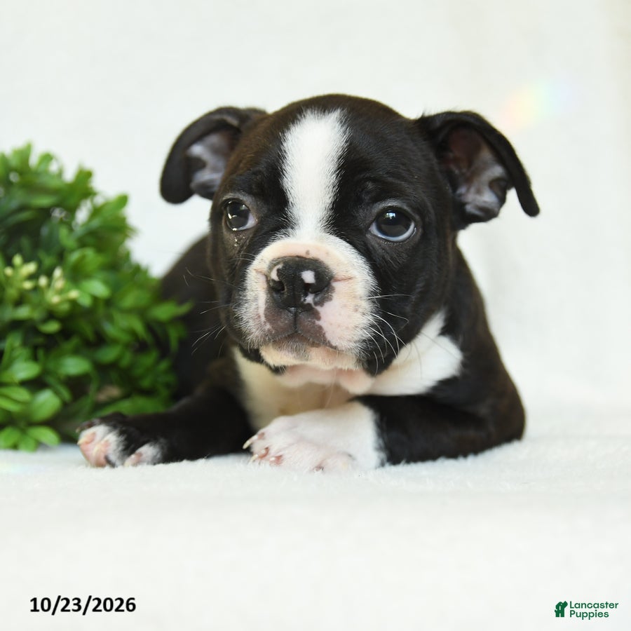 Boston Terrier dogs for sale: Gerldine - Ad 2