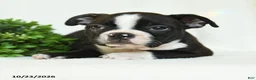 Boston Terrier dogs for sale: Gerldine - Ad 2