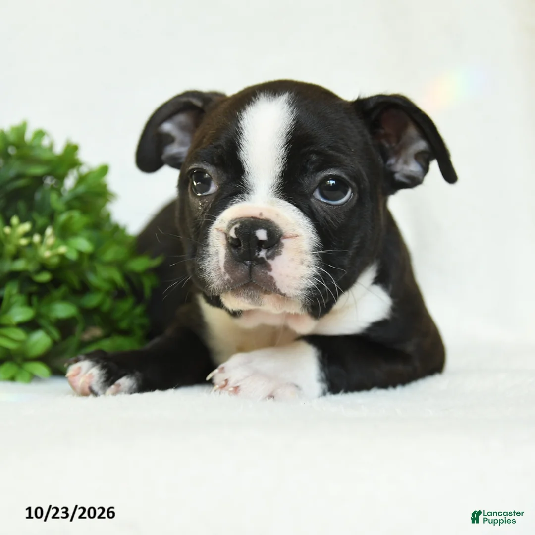 Boston Terrier dogs for sale: Gerldine - Ad 2