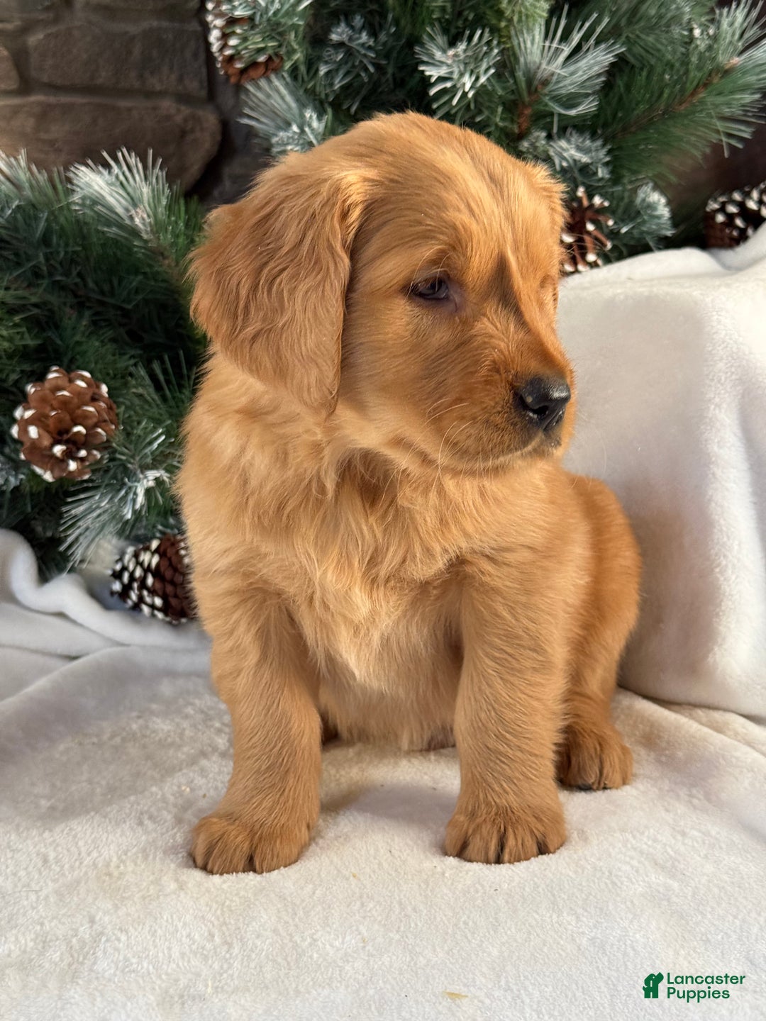 Golden Retriever dogs for sale: Charlie - Ad 5