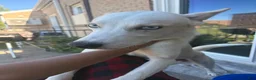 Siberian Husky dogs for sale: Siberian Husky 1 - Ad 4