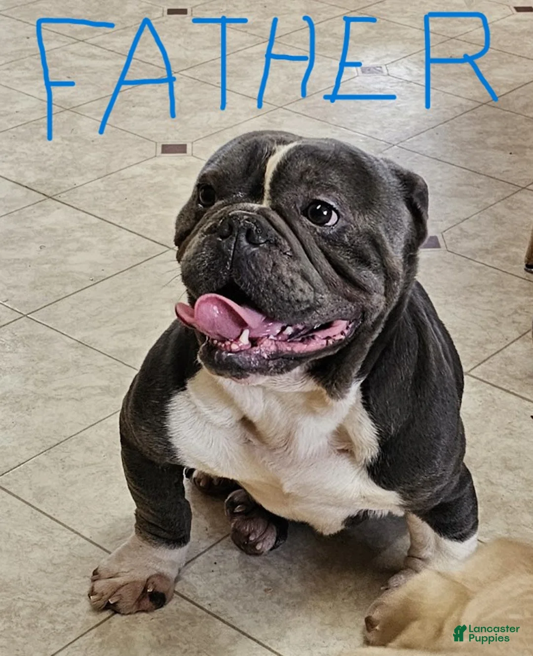 Mixed Breed dogs for sale: Shadow - Ad 2
