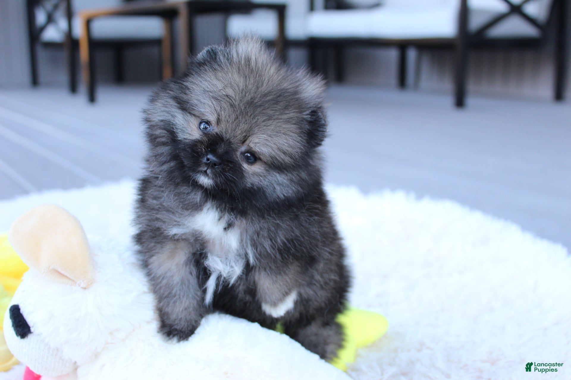 Pomeranian dogs for sale: Teacup Theo - Ad 1