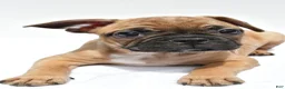 Frenchton dogs for sale: Abby - Ad 4