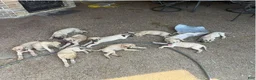 Black Mouth Cur dogs for sale: Black Mouth Cur 1 - Ad 1
