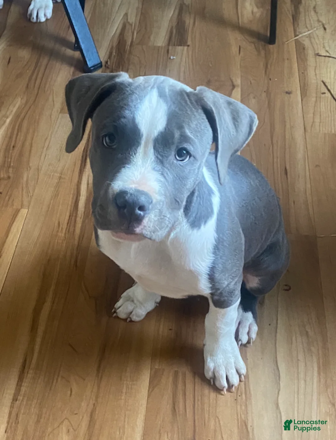 American Pit Bull Terrier dogs for sale: Winnie - Ad 1