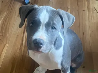 American Pit Bull Terrier dogs Winnie - Ad 1