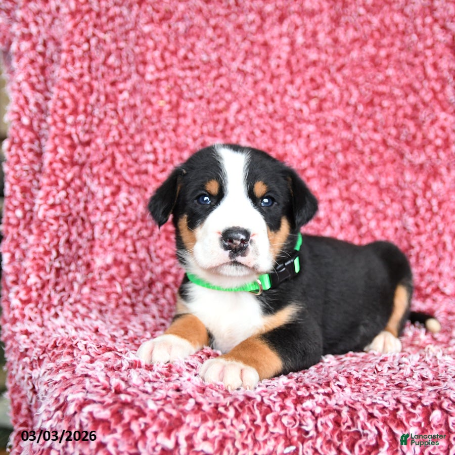 Greater Swiss Mountain Dog dogs Justus - Ad 2