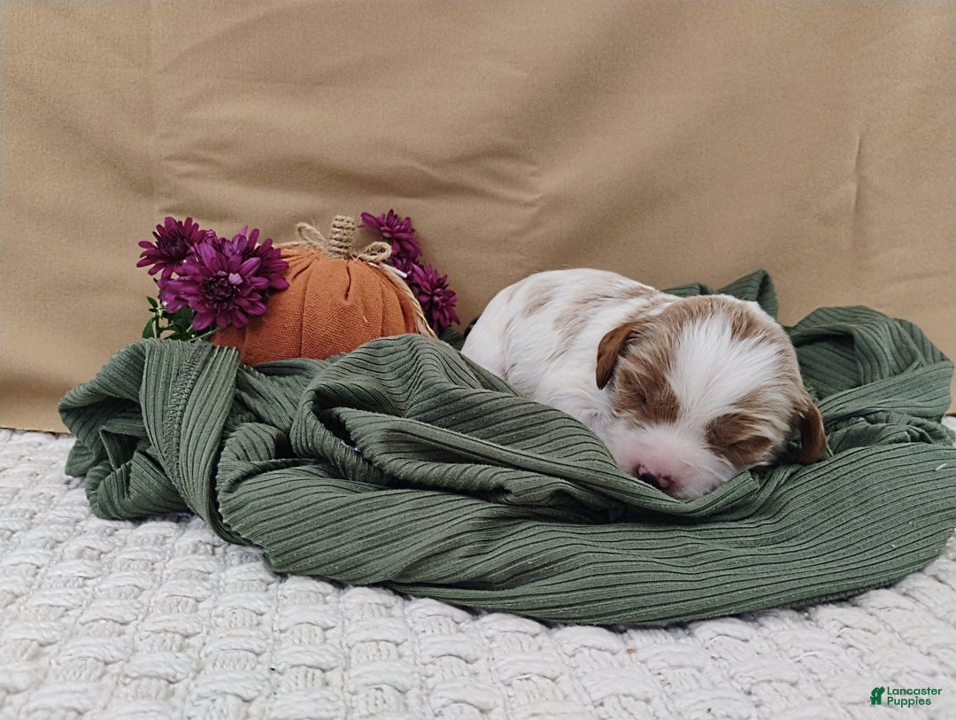 Cavapoo dogs for sale: Jetta - Ad 15