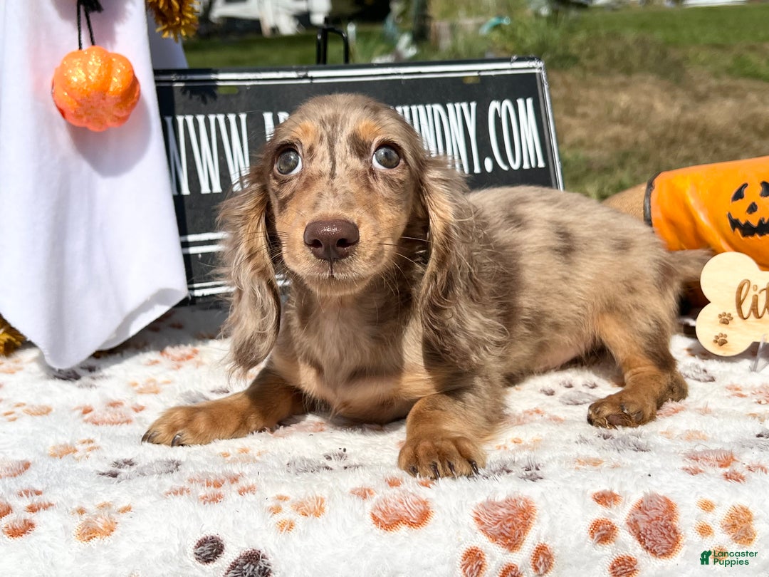 Miniature Dachshund dogs for sale: Miniature Dachshund dapple - Ad 9