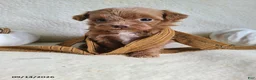 Lhasapoo dogs for sale: Cody - Ad 6