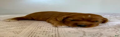Mickey Cavapoo Puppy 