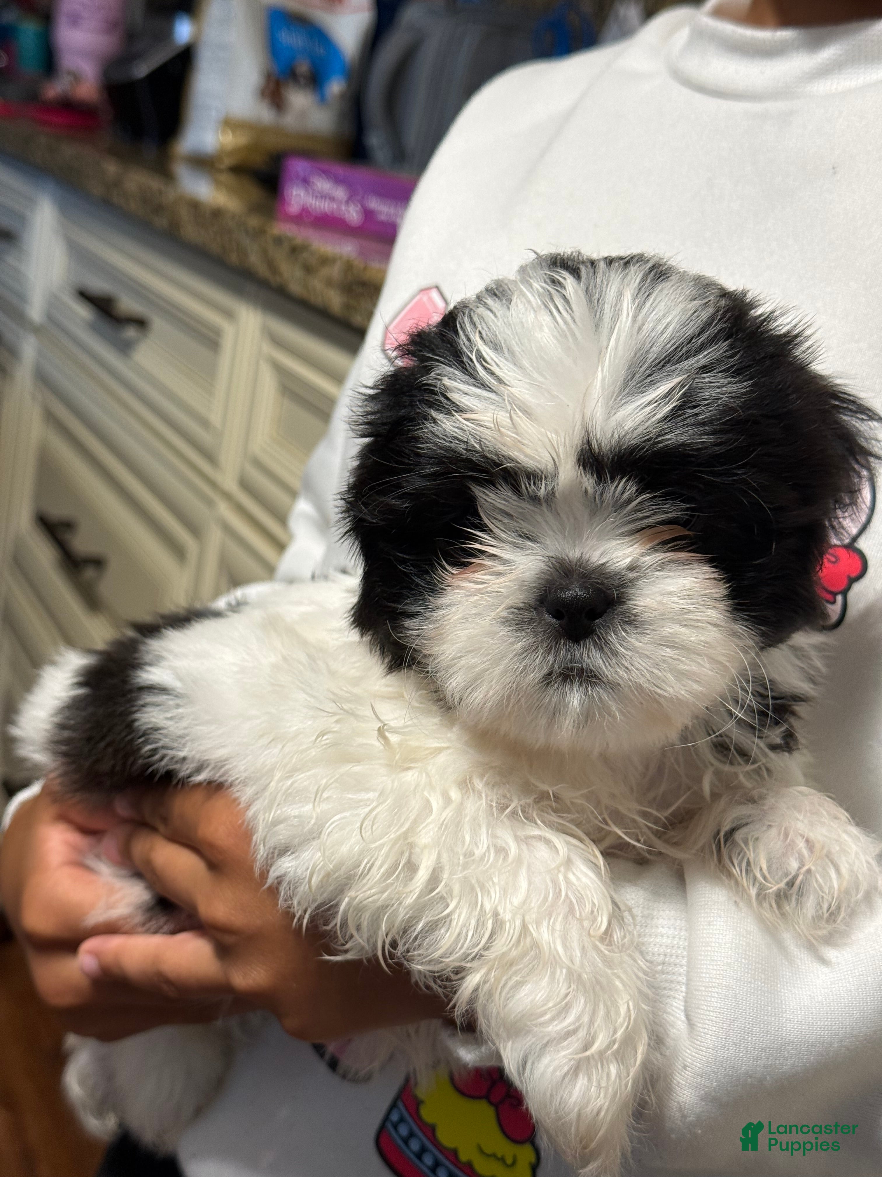 Shih Tzu dogs Shih Tzu Puppy 1 - Ad 1