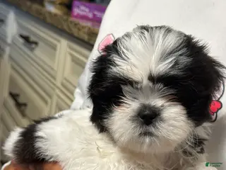 Shih Tzu dogs for sale: Shih Tzu Puppy 1 - Ad 2