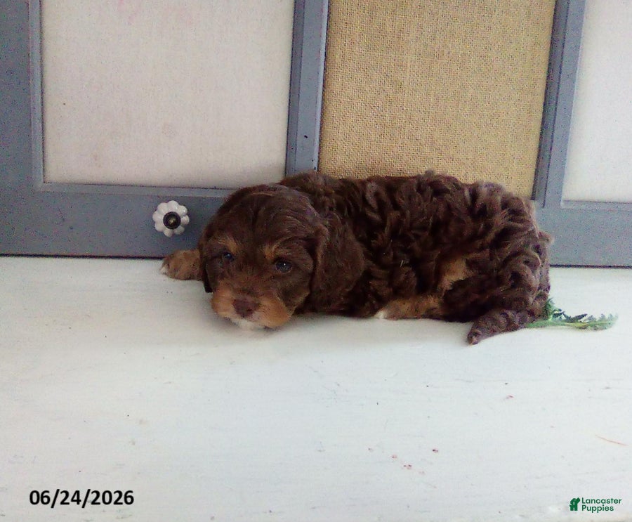 Cavapoo dogs Frankie - Ad 2
