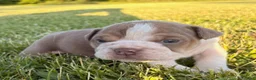 English Bulldog dogs for sale: Blue Fawn - Ad 2