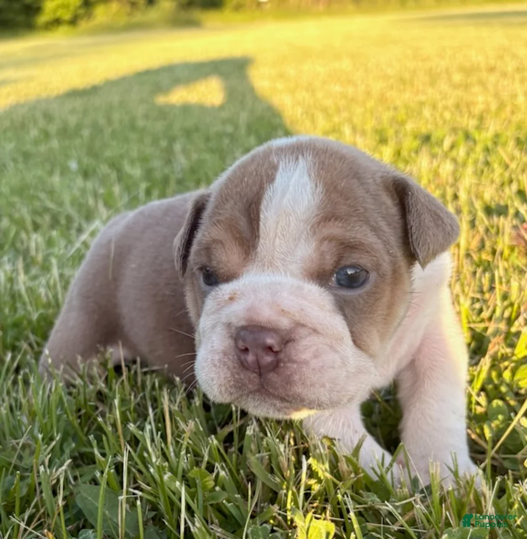 English Bulldog dogs for sale: Blue Fawn - Ad 2