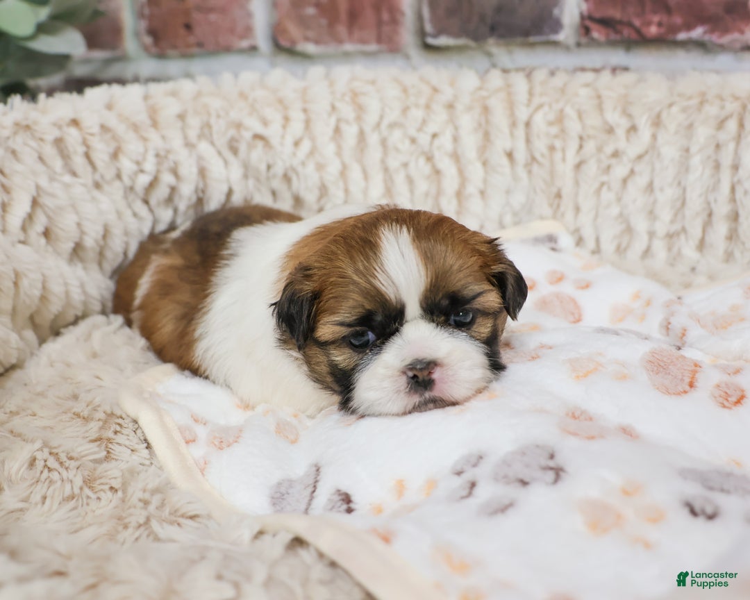 Shih Tzu dogs for sale: John - Ad 2