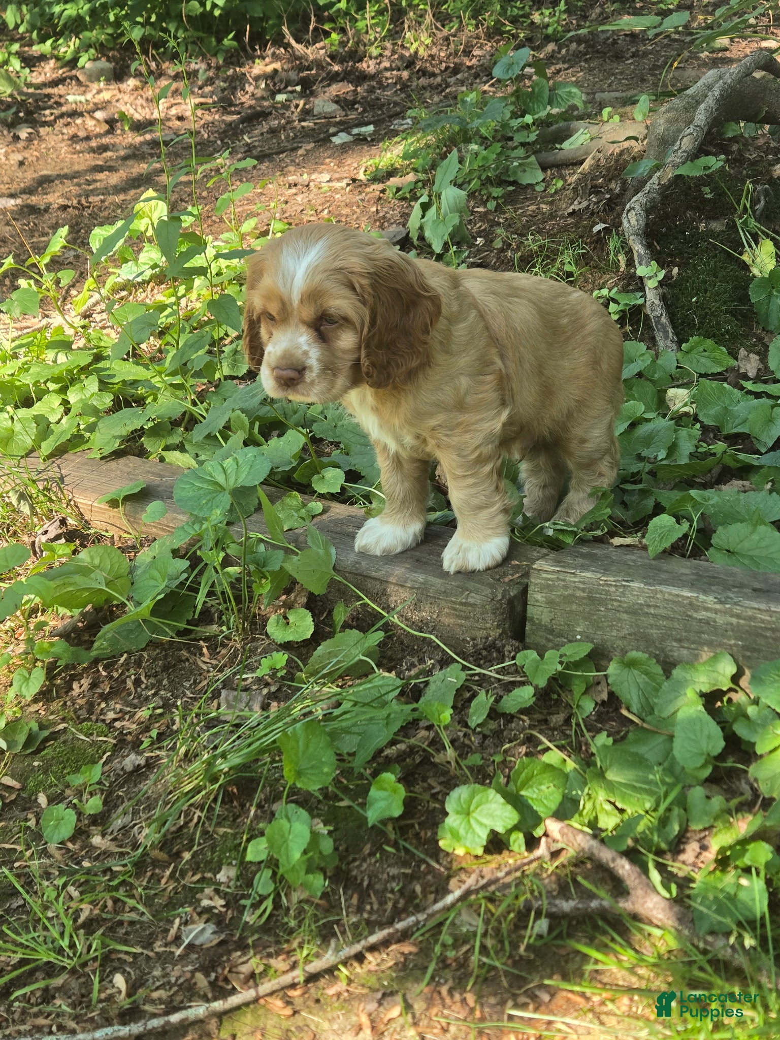 Cocker Spaniel dogs Frye - Ad 17