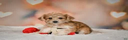 Yorkiepoo dogs for sale: Becca - Ad 7