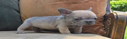 French Bulldog dogs for sale: Ozzy - Ad 4