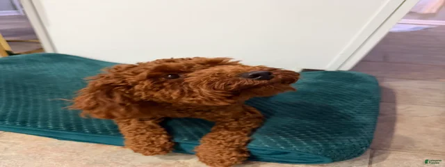 Hank