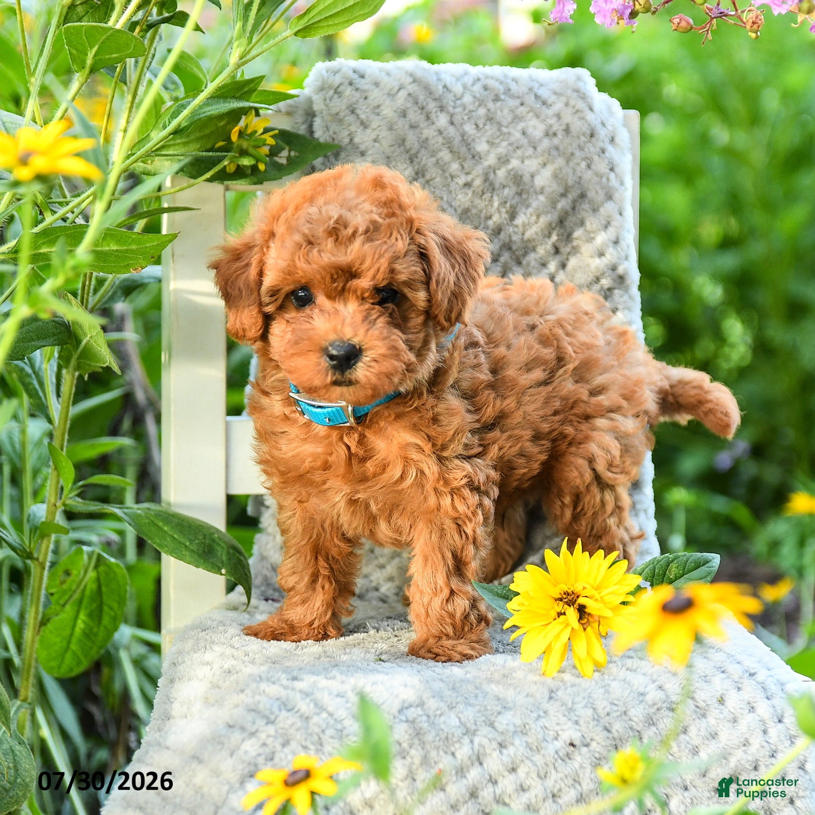 Maltipoo dogs Dandelion - Ad 2