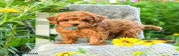 Maltipoo dogs for sale: Dandelion - Ad 2