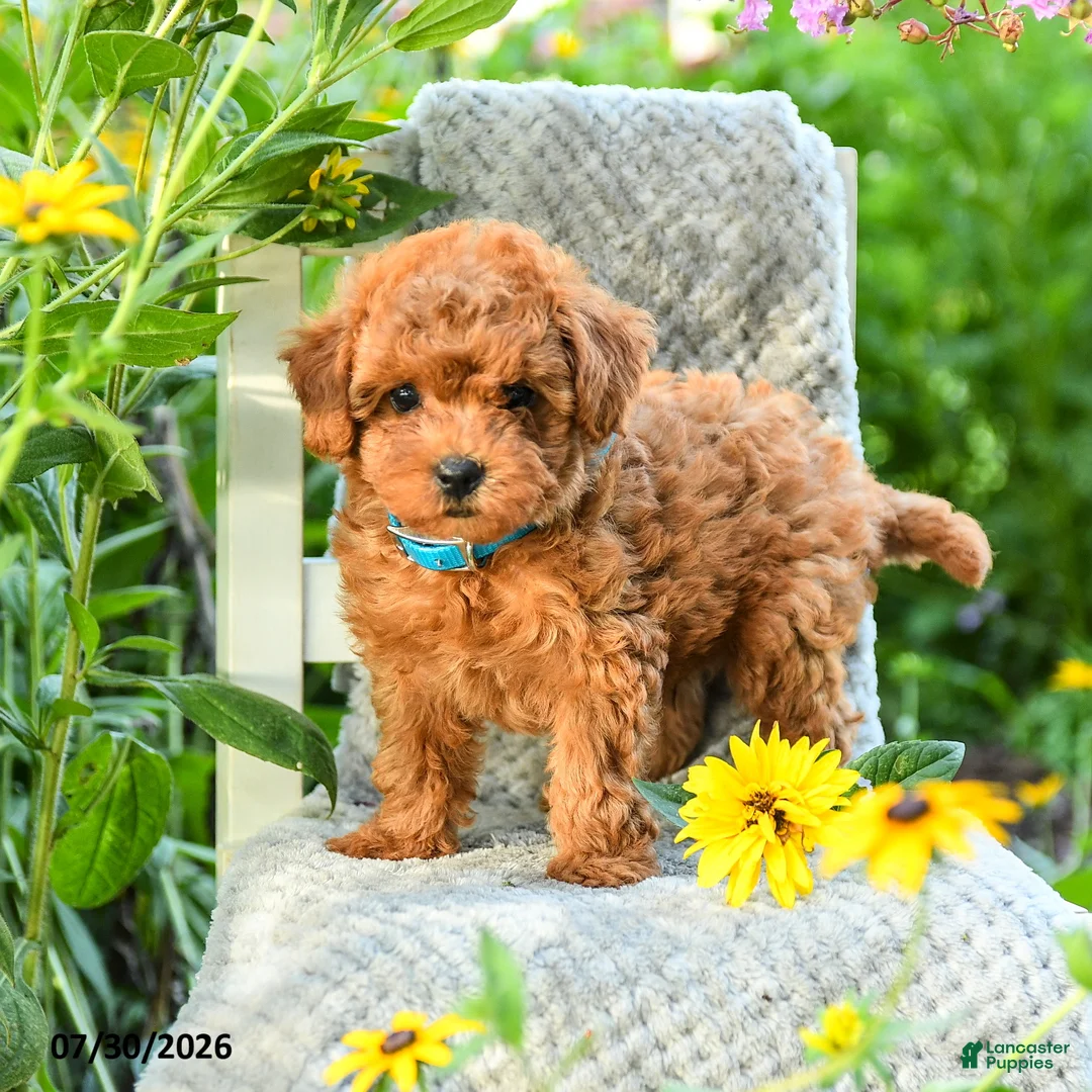 Maltipoo dogs for sale: Dandelion - Ad 2