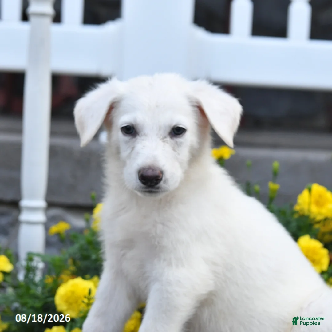 German Shepherd dogs for sale: Maverick - Ad 3