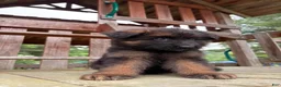German Shepherd dogs for sale: Hazel - Ad 9