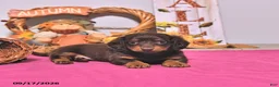 Dachshund dogs for sale: Mae  - Ad 4