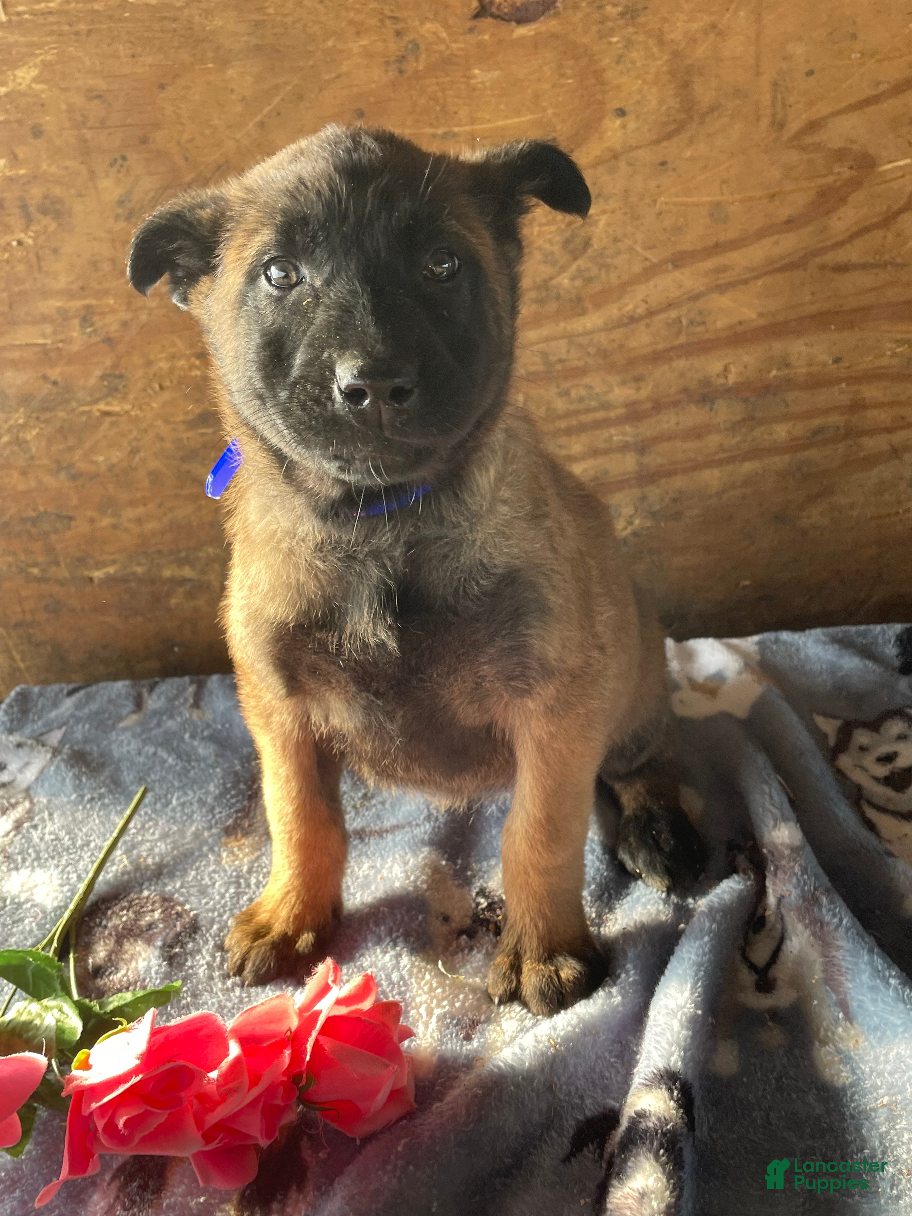 Belgian Malinois dogs Lucy - Ad 40