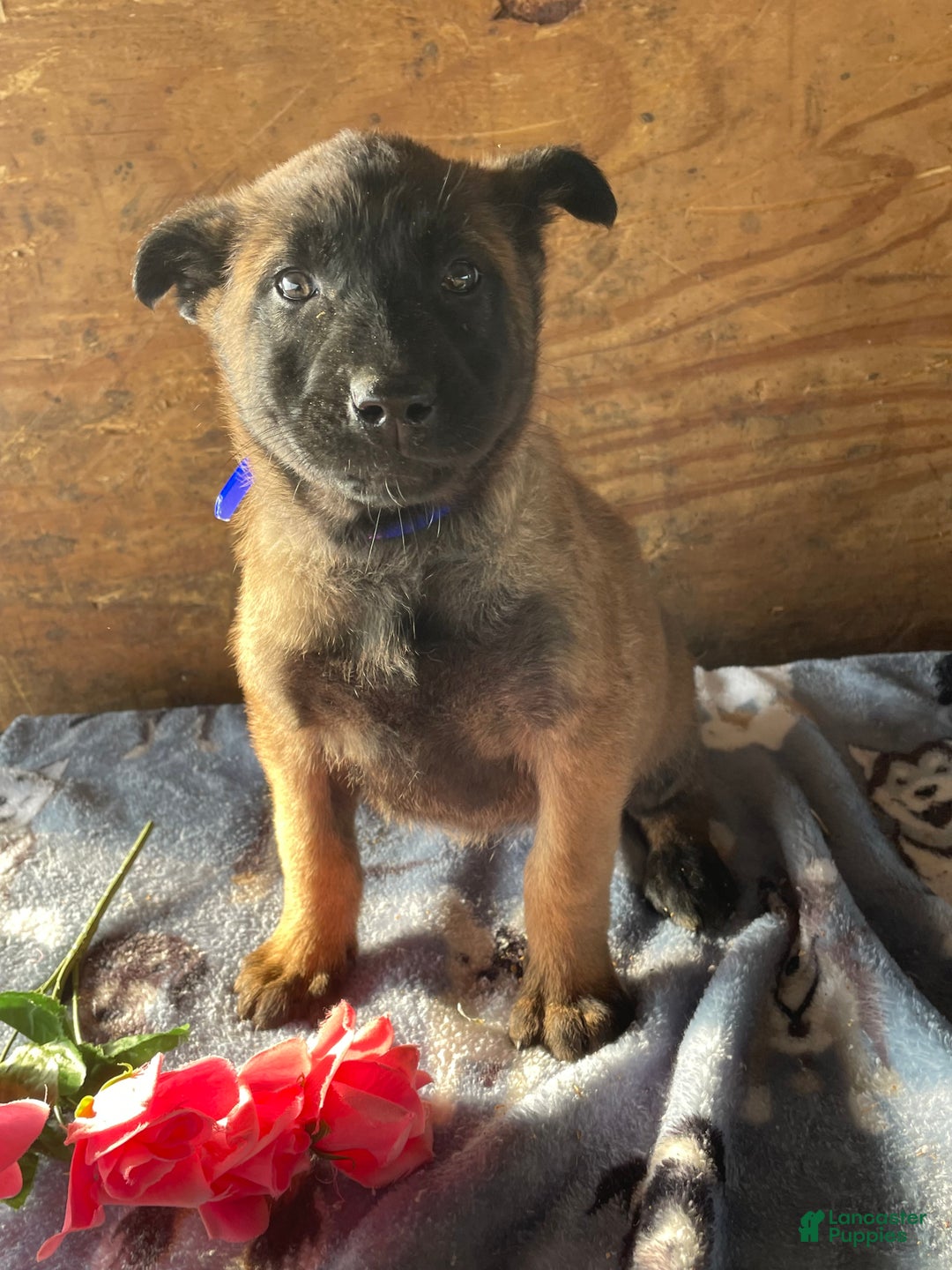 Belgian Malinois dogs for sale: Lucy - Ad 1