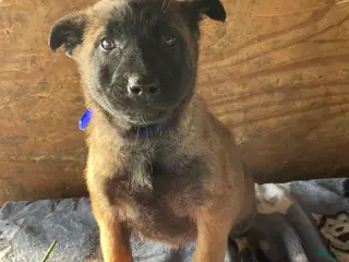 Belgian Malinois dogs Lucy - Ad 31