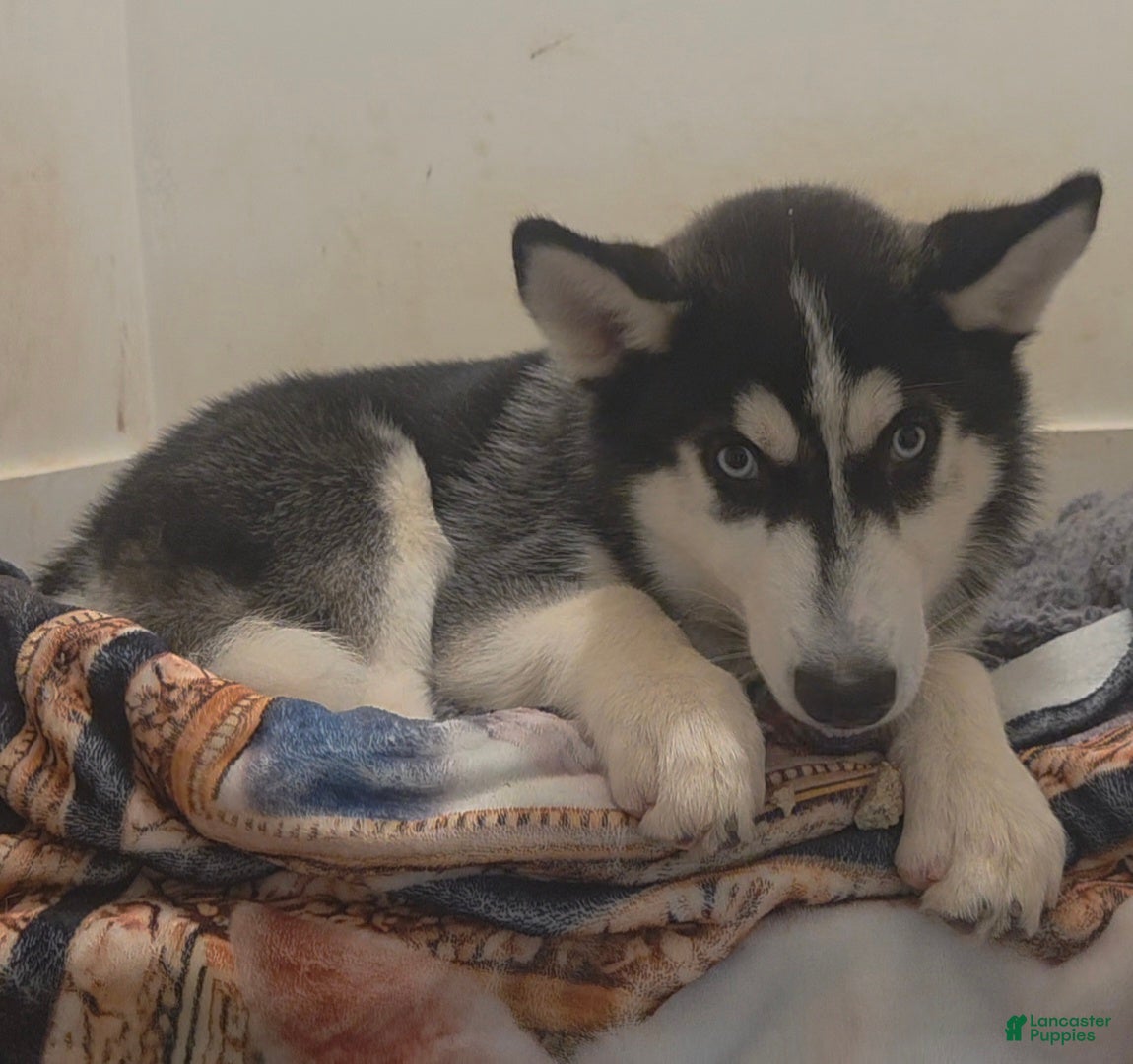 Siberian Husky dogs Bantu - Ad 20