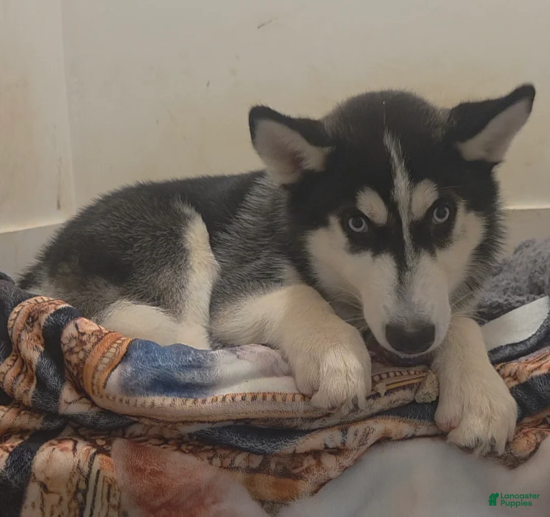 Siberian Husky dogs for sale: Bantu - Ad 1