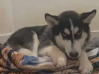 Siberian Husky dogs Bantu - Ad 19