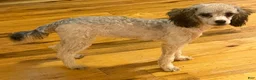 Toy Poodle dogs for sale: Venice  - Ad 1