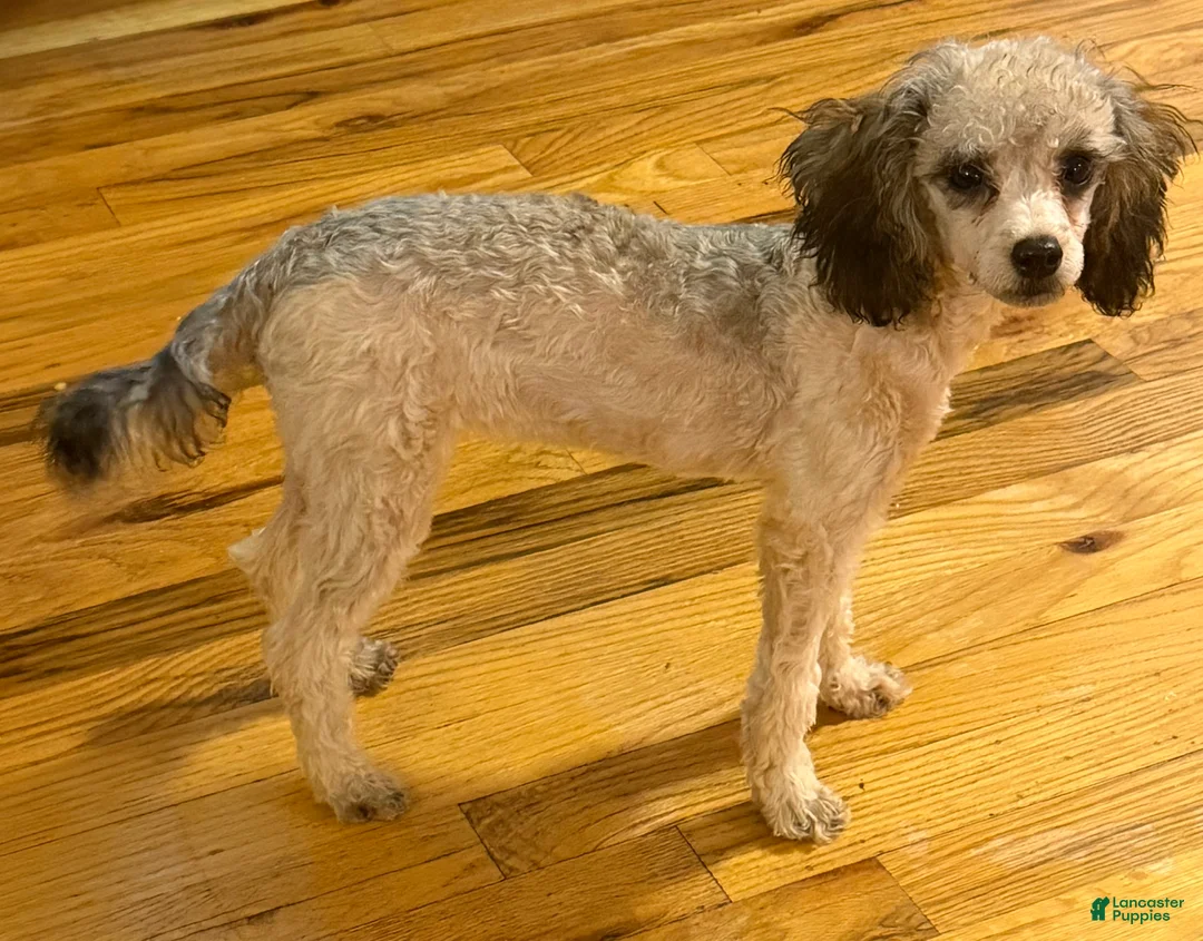 Toy Poodle dogs for sale: Venice  - Ad 1