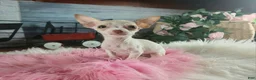 Chihuahua dogs for sale: Micro Teacup white female. Hand Delivery  - Ad 4